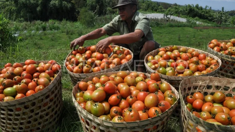 Tomat Sumbang Inflasi di Sulbar karena Faktor Cuaca