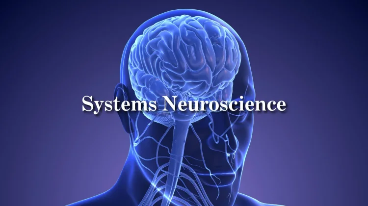 Rahasia Neurosains: Ini Cara Hack Otak Biar Ketagihan Belajar Setiap Hari