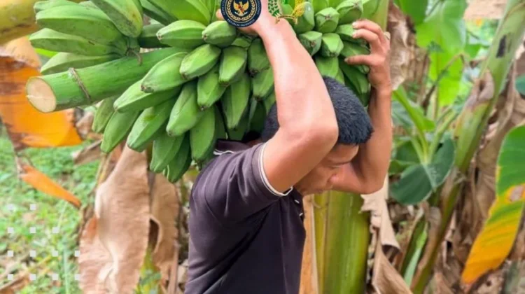 Dukung Ketahanan Pangan, Lapas Perempuan Mamuju Sukses Panen Pisang