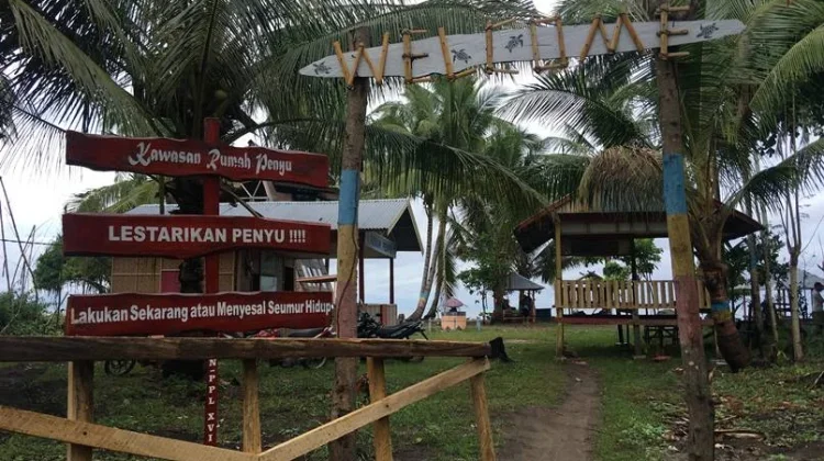 Konservasi Penyu di Mampie tanpa Kolam, Tukik Cepat Dilepas ke Laut