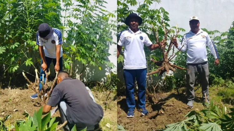 Warga Binaan Rutan Pasangkayu Panen Bayam dan Singkong dan Langsung dibagikan