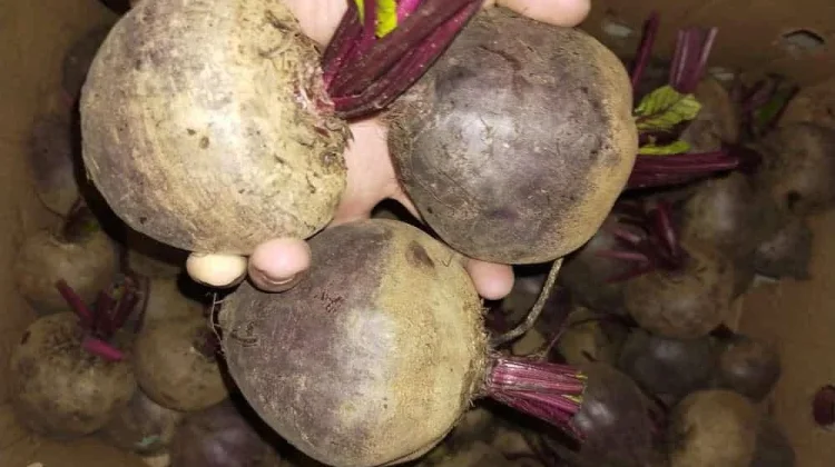 Jarang Dikonsumsi, Buah Bitroot Punya Banyak Manfaat