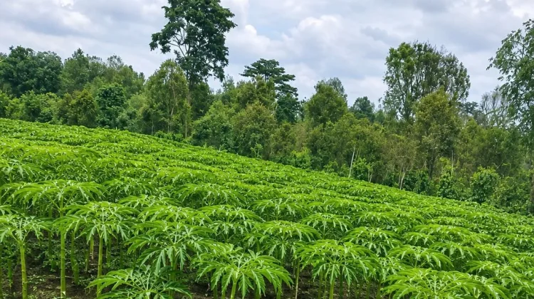 Budidaya Porang, Peluang Usaha Menjanjikan bagi Petani