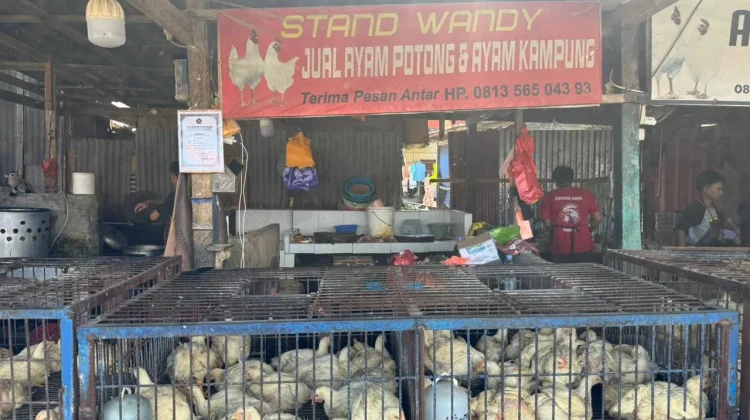 Harga Ayam Potong Naik jelang Lebaran, Omset Pedagang Ikut Naik