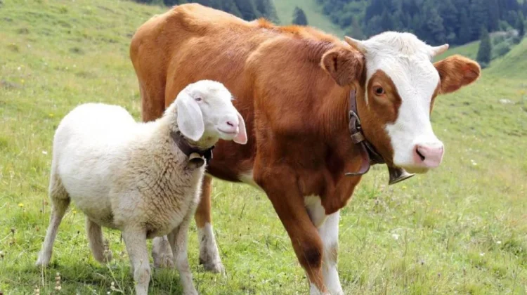 Hukum Kurban: Kambing Satu Keluarga, Sapi Boleh Patungan Tujuh Orang