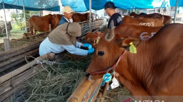 Sebanyak 3.921 Hewan Kurban Akan Disembelih di Sulbar pada Idul Adha Tahun Ini