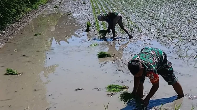 Dukung Swasembada Pangan, Babinsa dan Petani Tanam Padi di Wonomulyo.