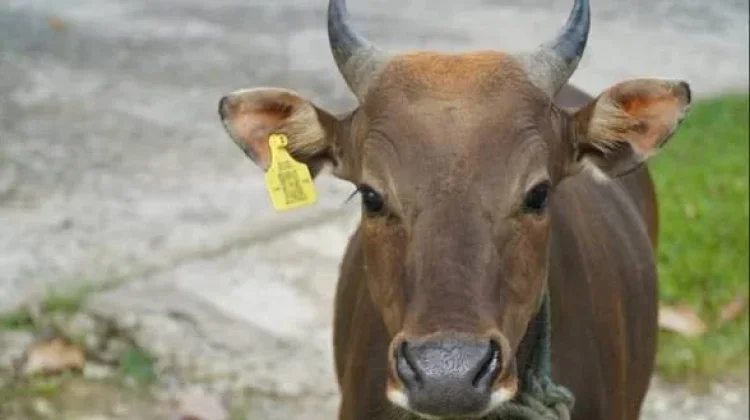 Kanwil Kemenag Sulbar Kurbankan 14 Sapi, Targetkan Distribusi untuk 1.000 Penerima