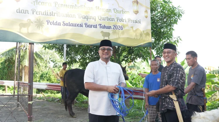 Sebanyak 17 Sapi dan 33 Kambing Disembelih, Polda Sulbar Bagikan Daging Qurban