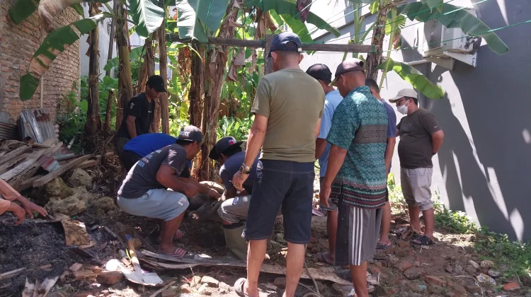 Panitia Pembangunan Masjid Babussalam Mamuju Sembelih Dua Ekor Sapi Kurban