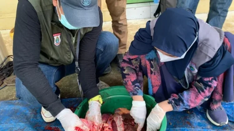 DTPHP Sulbar Periksa Hewan Kurban, Cegah Penyakit