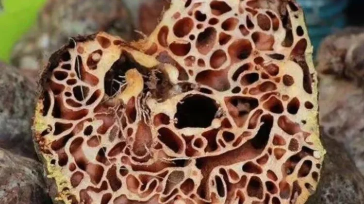 Tujuh Manfaat Sarang Semut untuk Kesehatan Tubuh yang Jarang Diketahui
