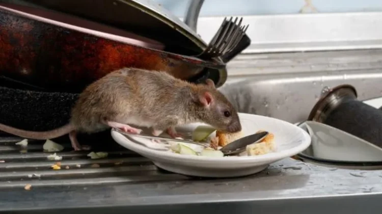 Waspada Hantavirus: Gejala Awal yang Sering Diabaikan