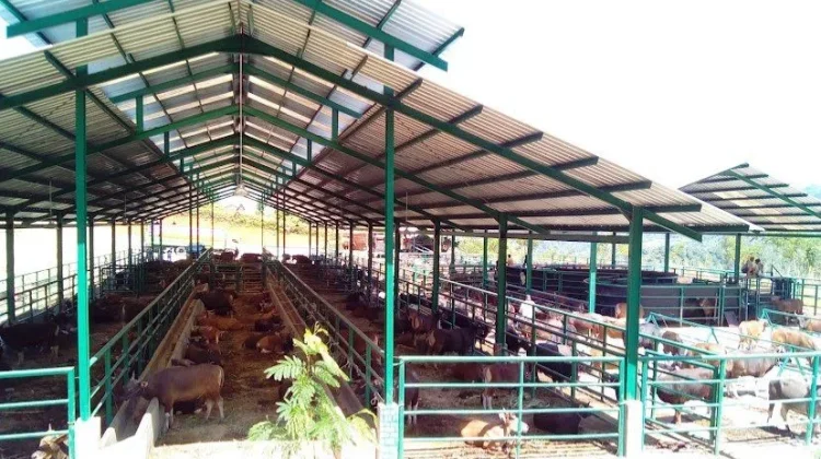 Sebanyak 4.082 Hewan Ternak Asal Sulbar Dikirim ke Kalimantan untuk Kurban