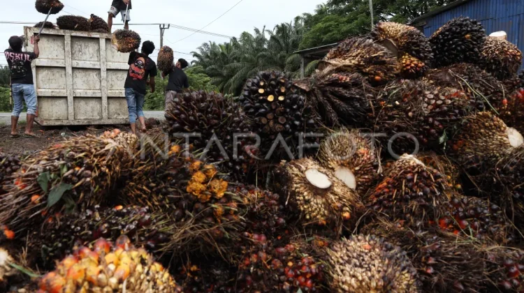 Harga TBS Rendah, DPRD Sulbar Nilai Perusahaan Sawit Langgar Aturan