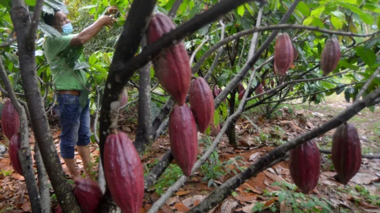 Nilai Tukar Petani Sulbar Naik, Daya Beli Semakin Membaik
