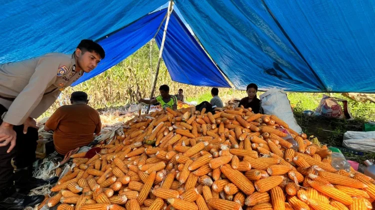 Dukung Ketahanan Pangan, Polres Mamasa Dampingi Petani Panen Jagung