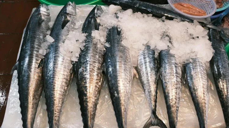Awas Keliru! Kenali Perbedaan Ikan Tuna, Tongkol, Cakalang dan Tenggiri