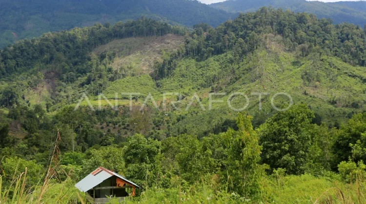 Pemprov Sulbar Pangkas 20 persen Luas Hutan Lindung lewat Revisi RTRW