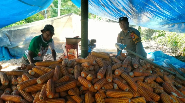 Dukung Ketahanan Pangan, Polsek Mamasa Pantau Panen Jagung Warga Desa Bambapuang
