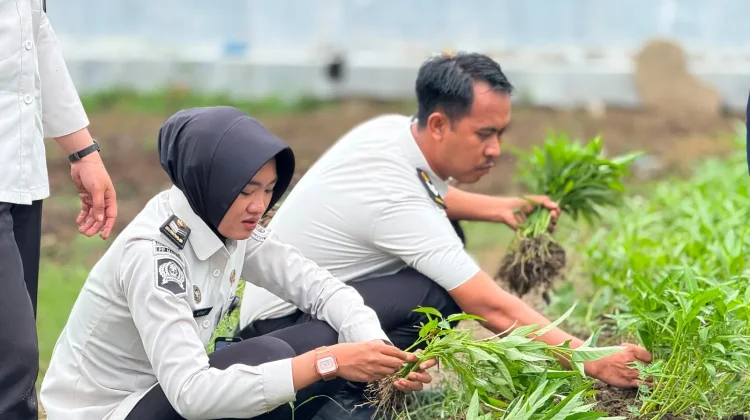 Manfaatkan Lahan Kosong, Warga Binaan Lapas Mamuju Perkuat Kemandirian