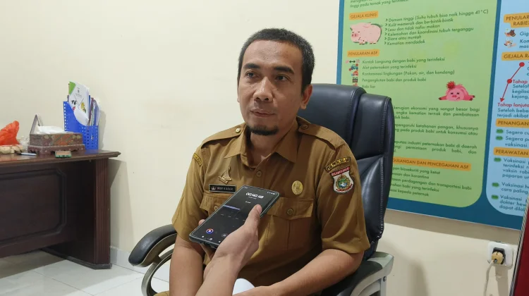 Wabah Demam Babi Afrika di Polman, 92 Babi Mati dan 83 Masih Dirawat