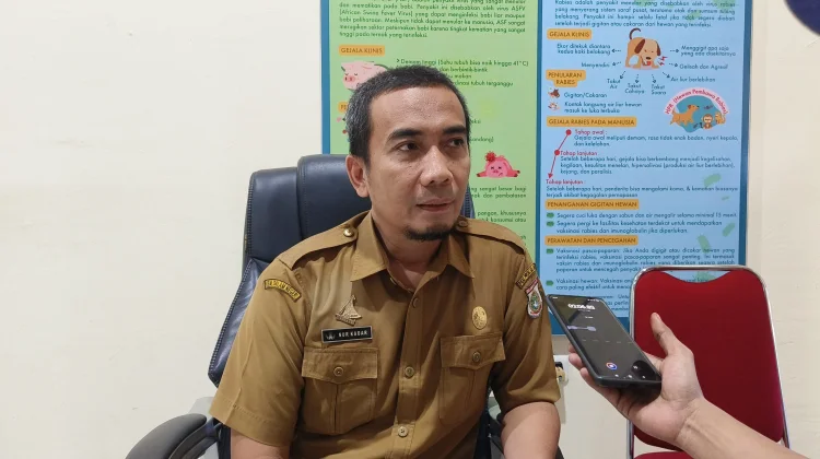 Deman Babi Afrika Ditemukan  Positif di Mamasa dan Polman