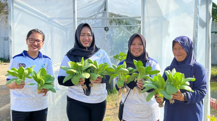 Lapas Perempuan Mamuju Sukses Panen Pakcoy Hidroponik
