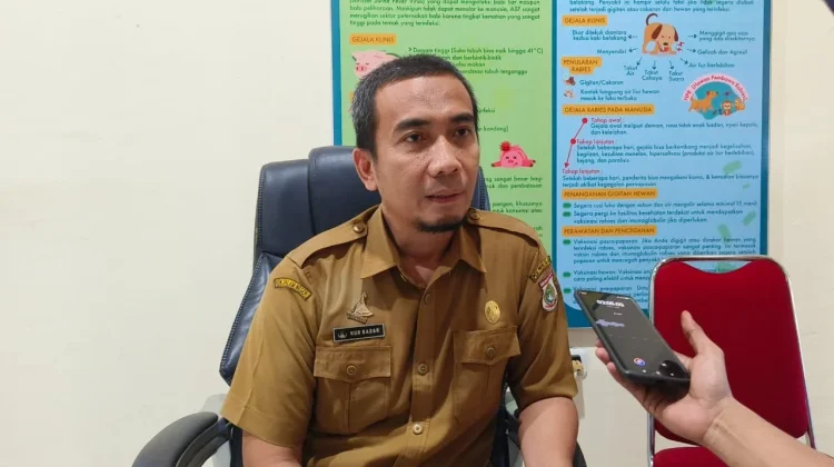 Deman Babi Afrika di Sulbar, Lokasi Diisolasi dan Babi Sakit Diobati Intensif