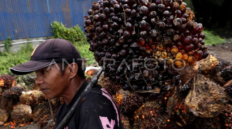 Harga TBS Kelapa Sawit Pekebun Mitra Sulbar Mengalami Kenaikan