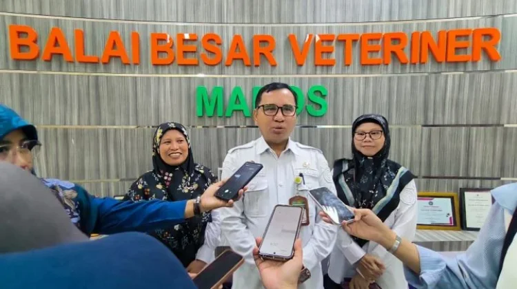 Balai Besar Veteriner Maros Imbau Peternak Waspadai Babi Murah