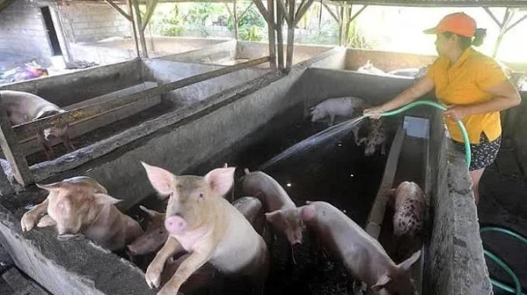 Peternak Babi di Sulbar Diminta Perketat Biosekuriti Deman Babi Afrika
