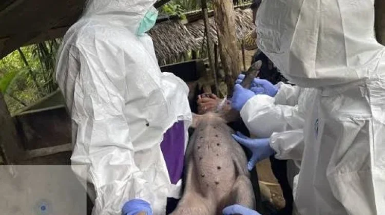 Demam Babi Afrika Tidak Menular ke Manusia