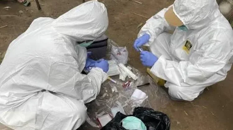 Kasus ASF di Polman Terkendali, Belum Ada Laporan Baru