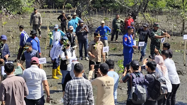 Siasati Anggaran Tanggul, Bupati Mamuju Pilih Mangrove
