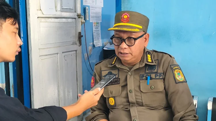 Satpol PP Mamuju Rencana Tertibkan Sapi Liar di Kawasan Permukiman
