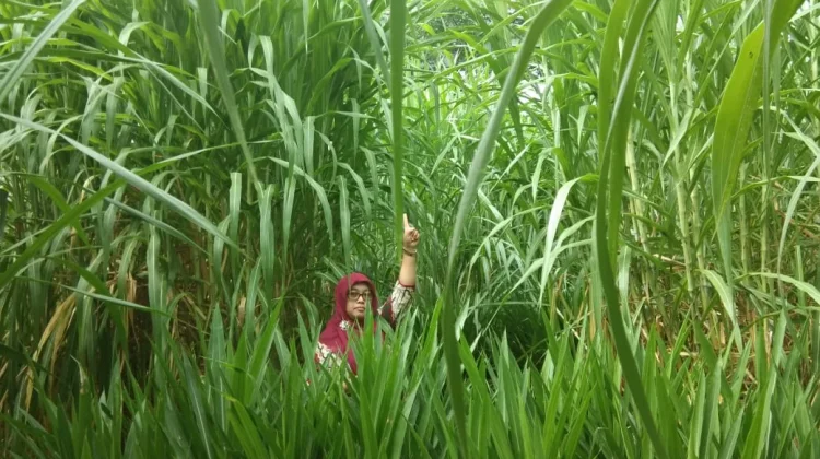 Rumput Gama Umami, Inovasi Pakan Ternak Desa Laliko Diincar Jadi Program Daerah