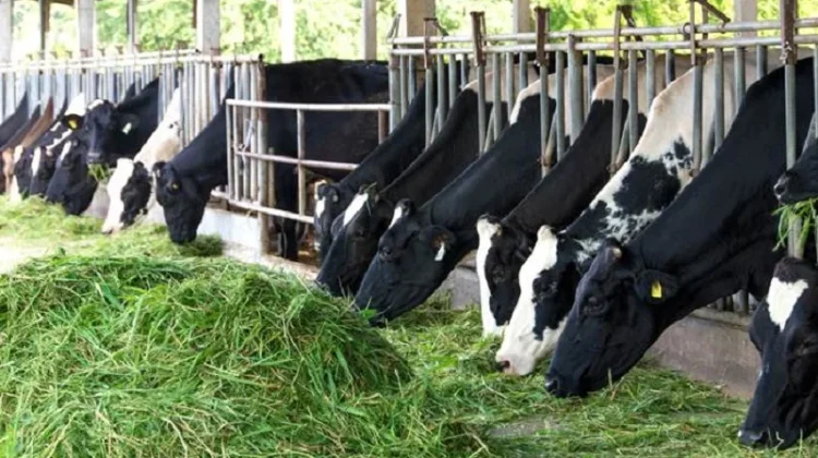 Mahasiswa UGM Perkenalkan Rumput Gama Umami Atasi Masalah Pakan Ternak