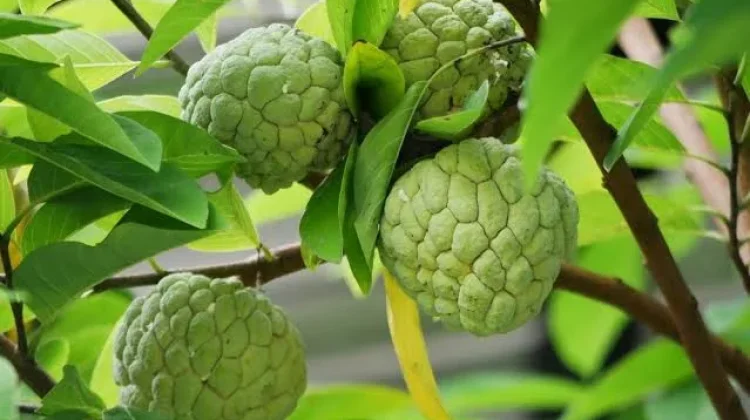 Serikaya, Buah Tropis Kaya Nutrisi yang Baik untuk Kesehatan