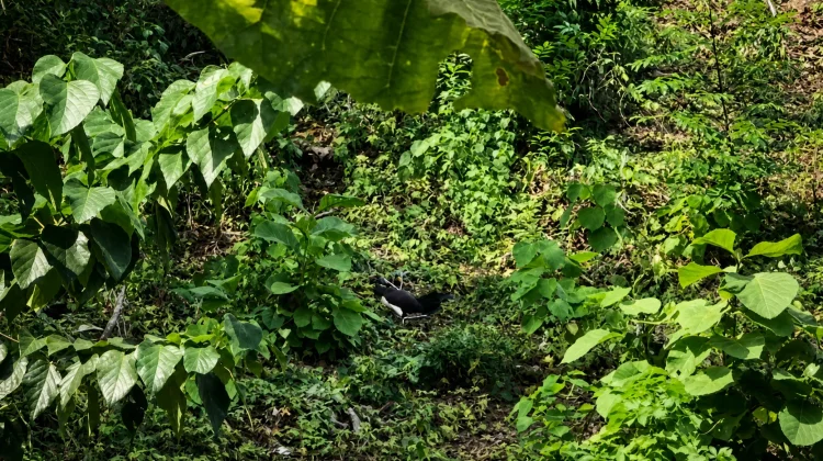 Terancam Punah, Burung Maleo Hanya Tinggal 8 Pasang di Mamuju