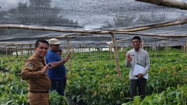Jamin Mutu Benih, Disbun Sulbar Awasi Pembibitan Kakao di Pasangkayu