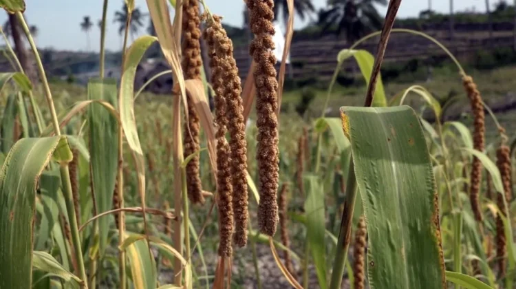 Kemarau Panjang, BMKG Sarankan Petani Sulbar Pilih Varietas Tahan Kering