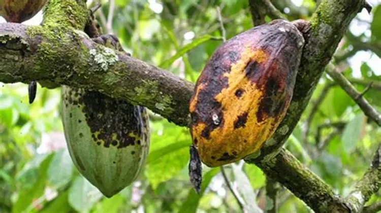 Dua Hama Kakao di Sulbar Belum Tuntas, Perlu Pendampingan