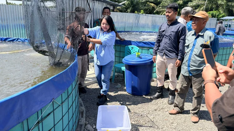 CSR PT Mamuang Dukung Budidaya Bioflok, 8 Ribu Ikan Mujair Dipanen
