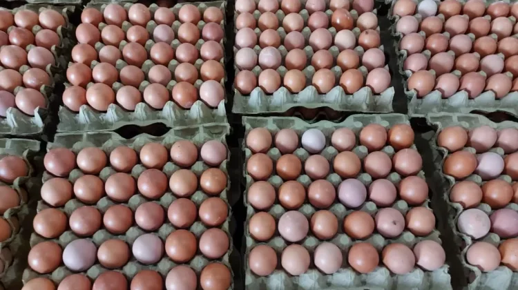 Strategi UMKM Mamuju Hadapi Fluktuasi Harga Bahan Baku