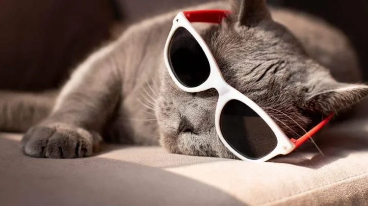 Tak Hanya Lucu, Tujuh Ras Kucing Ini Punya Karakteristik Menarik, Simak Faktanya!