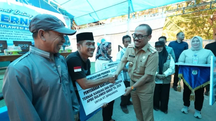 Gubernur Suhardi Duka Serahkan Bantuan Ternak di Majene