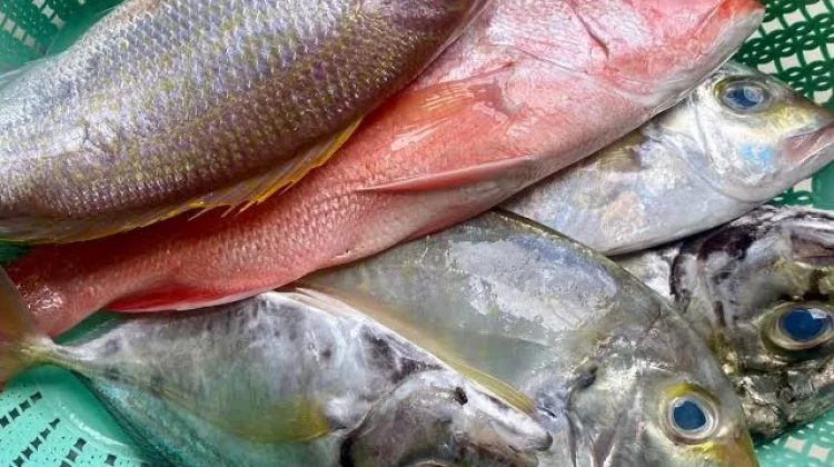 Cara Memilih Ikan Segar agar Aman dan Berkualitas