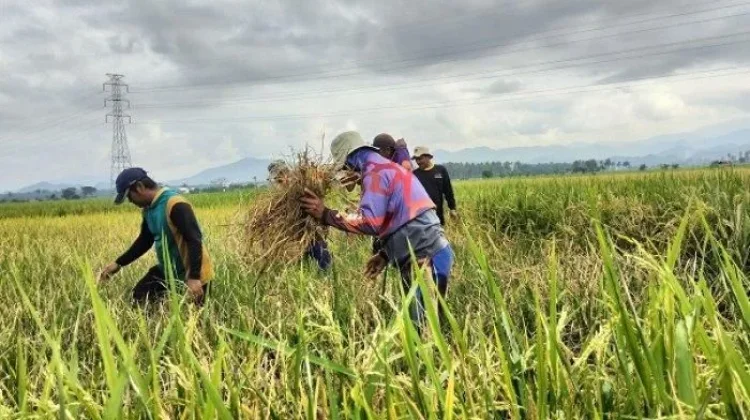 Walhi: 80 Persen Sawah di Polman Terancam Gagal Panen