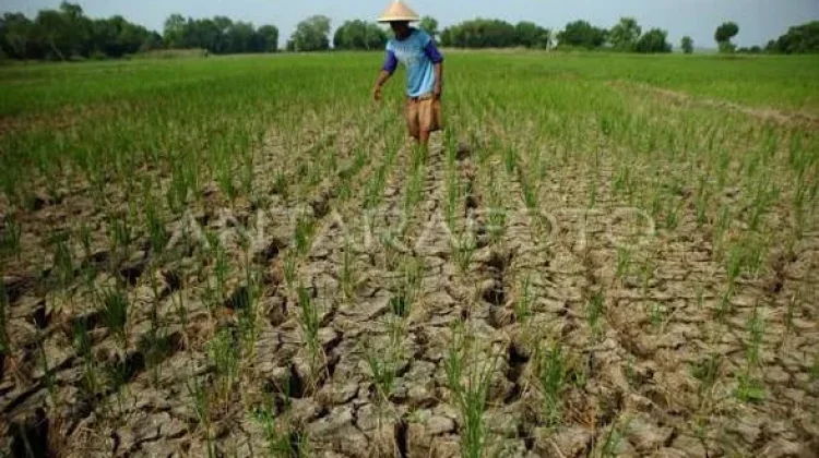 Sebanyak 3 Ribu Hektar Sawah di Sulbar Kekeringan akibat Kemarau Panjang